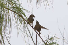 Image of Barbados Bullfinch