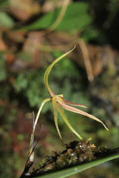 Imagem de Pleurothallis killipii Garay