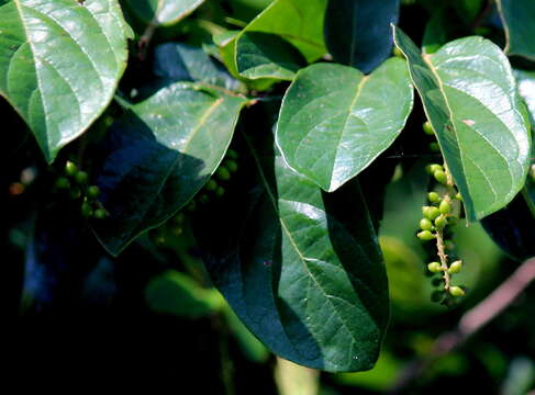 Image of Tassel berry