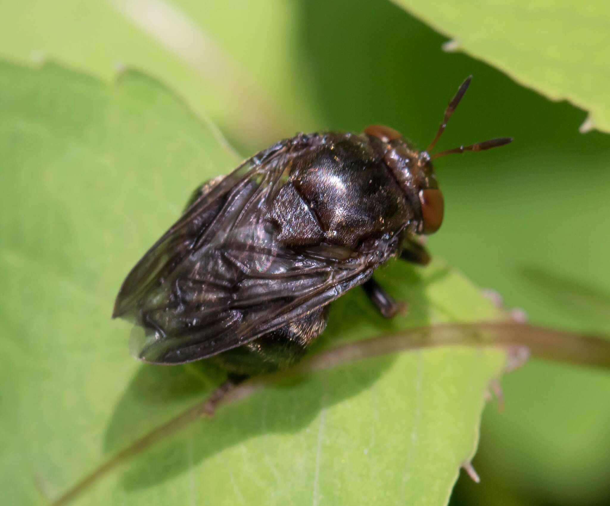 Image of Microdon globosus (Fabricius 1805)