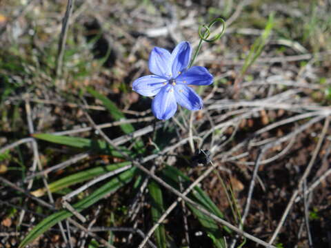 Image of Chamaescilla corymbosa (R. Br.) F. Muell. ex Benth.