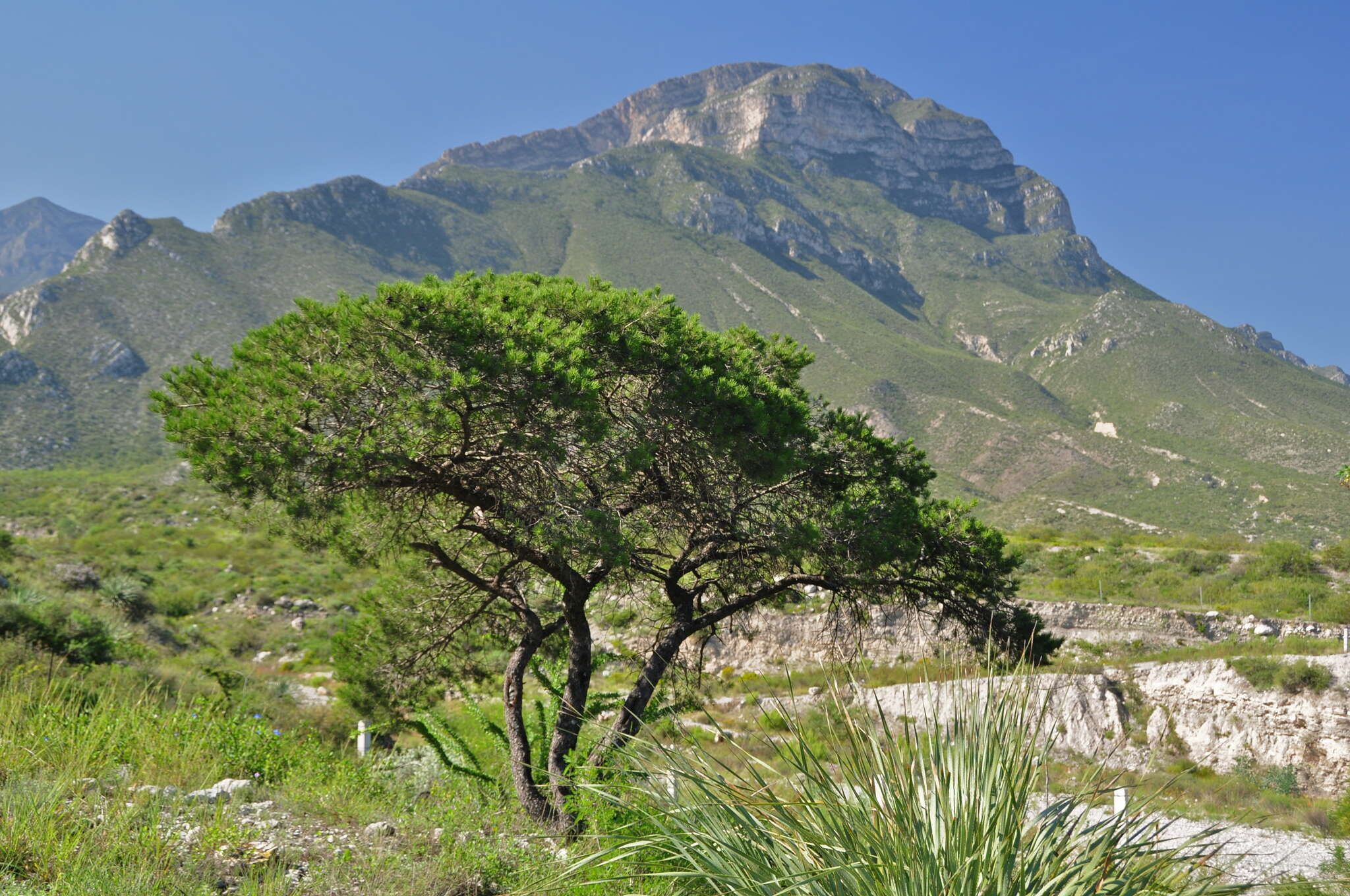 صورة Pinus remota (Little) D. K. Bailey & Hawksw.