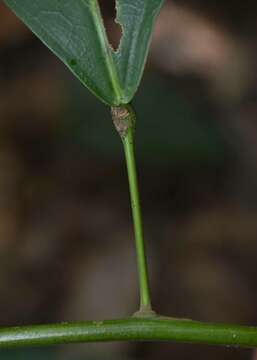 Image of Carronia pedicellata L. L. Forman