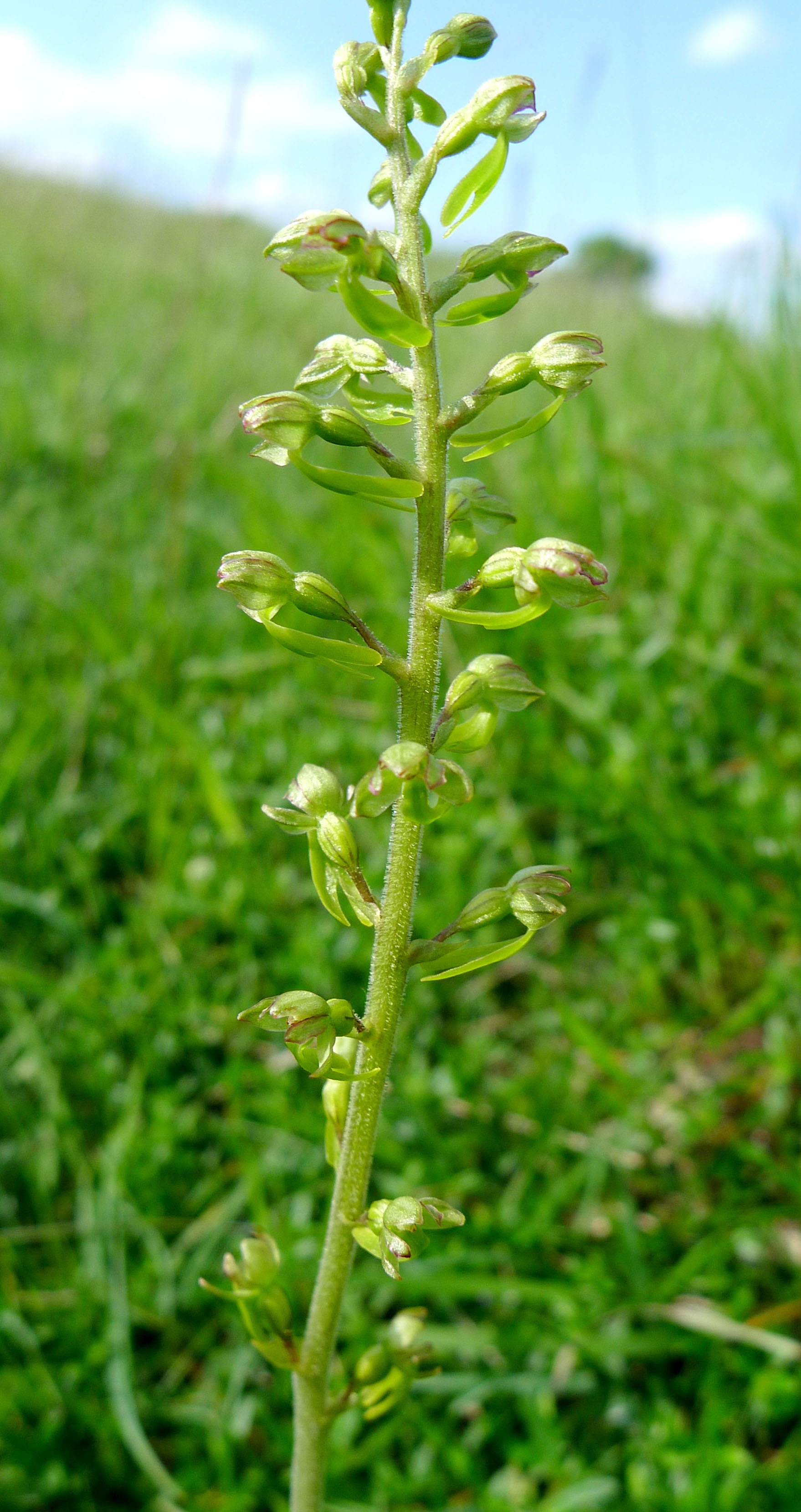 Neottia ovata (rights holder: gailhampshire)