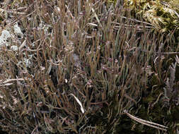 Image of cup lichen