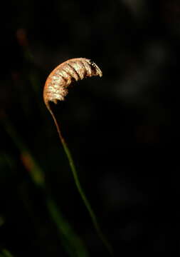 Image of Schizaea incurvata Schkuhr