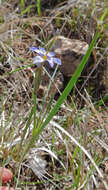 Sisyrinchium ensigerum E. P. Bicknell的圖片