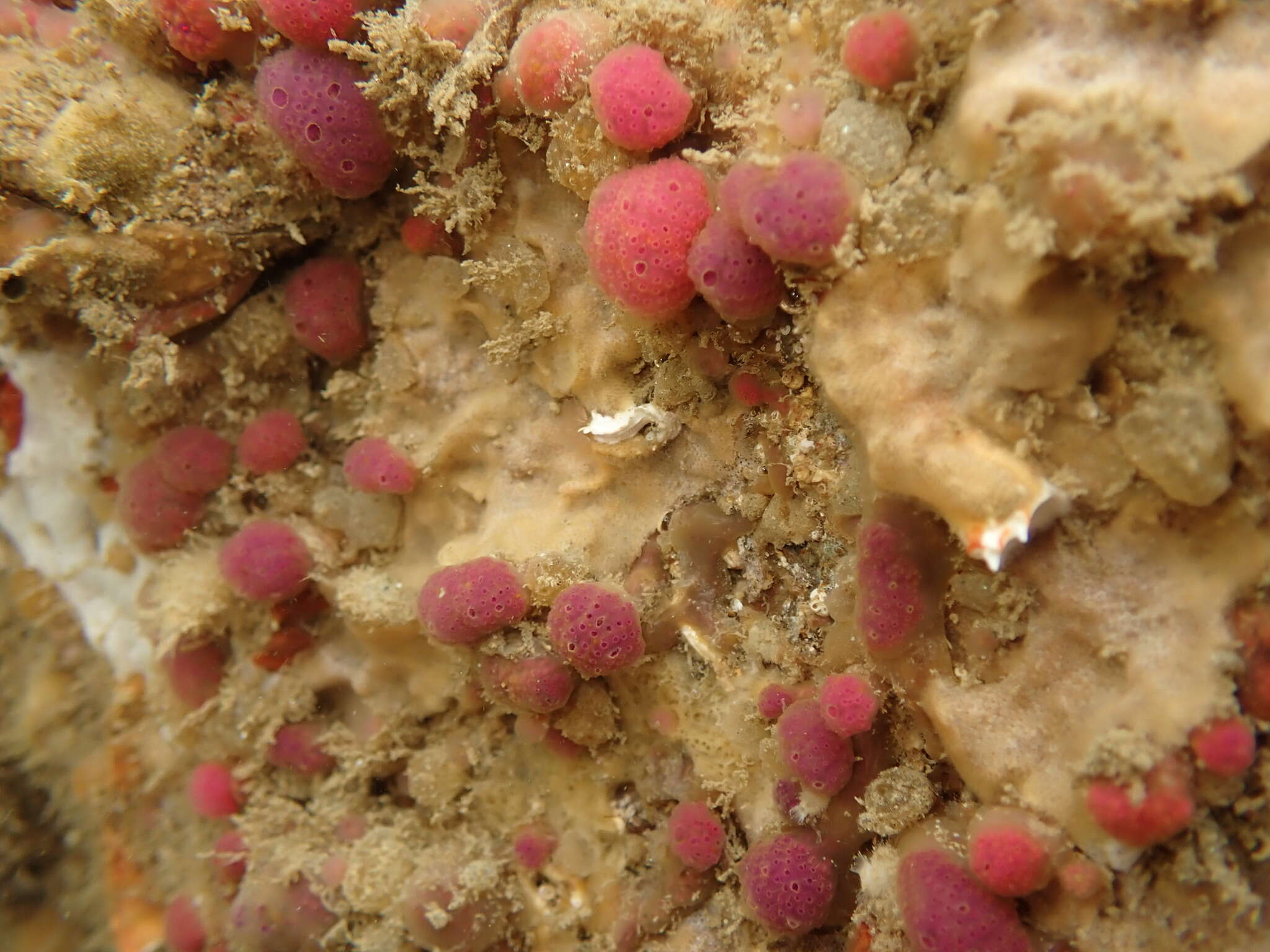 Image of Hypsistozoa fasmeriana (Michaelsen 1924)