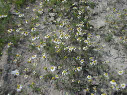 Image of Matricaria tzvelevii Pobed.