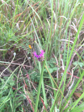 Image of compact prairie clover