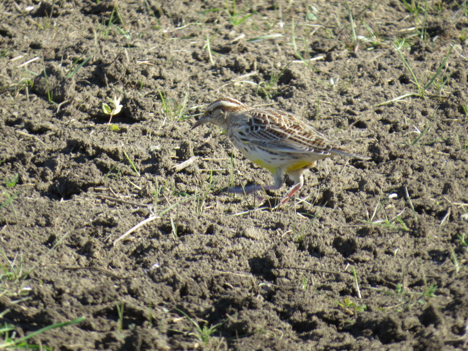 Image of Meadowlark