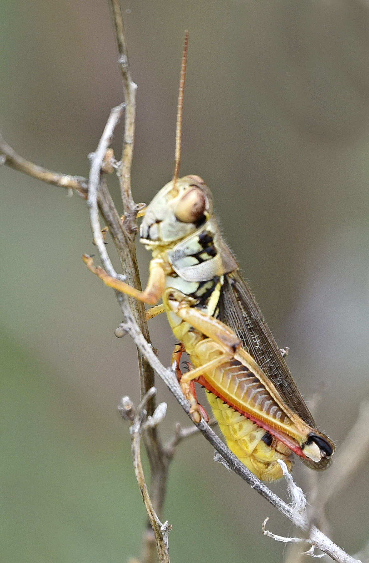 Plancia ëd Melanoplus femurrubrum (De Geer 1773)