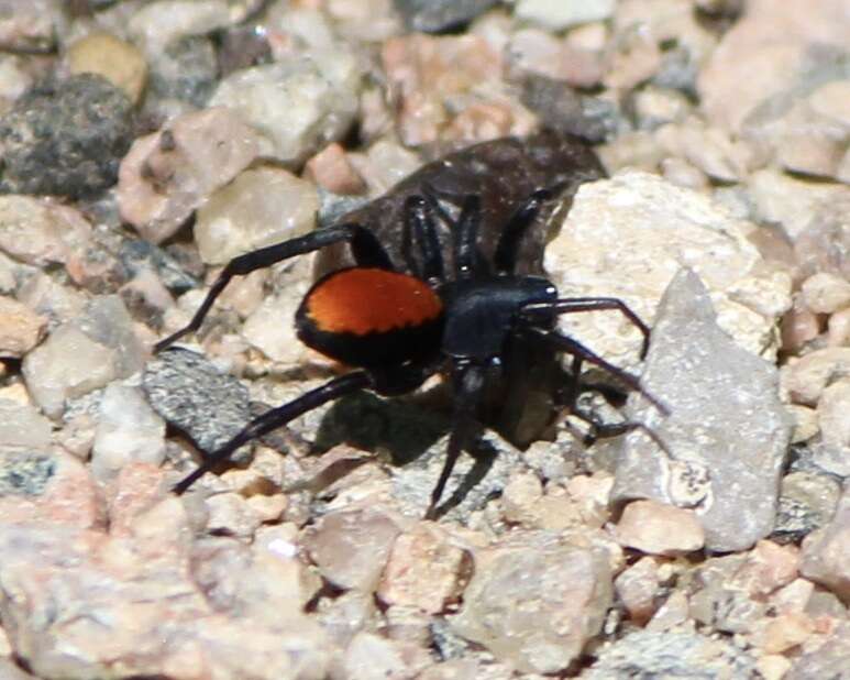 Image of Redspotted Antmimic