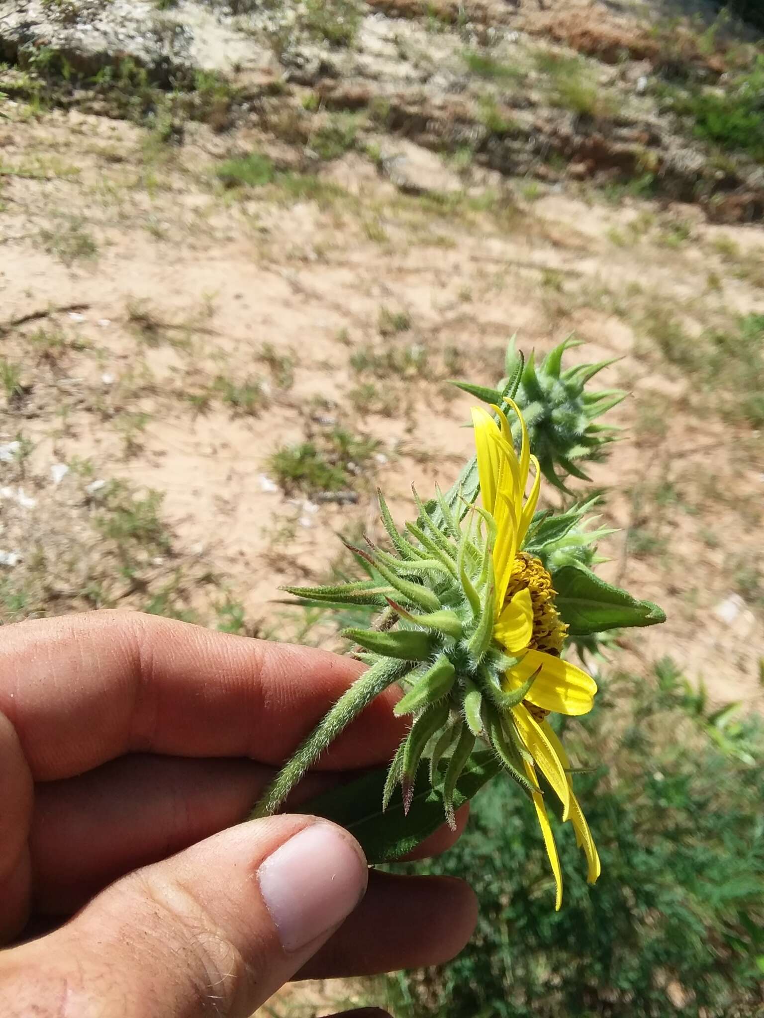 Image de Helianthus resinosus Small