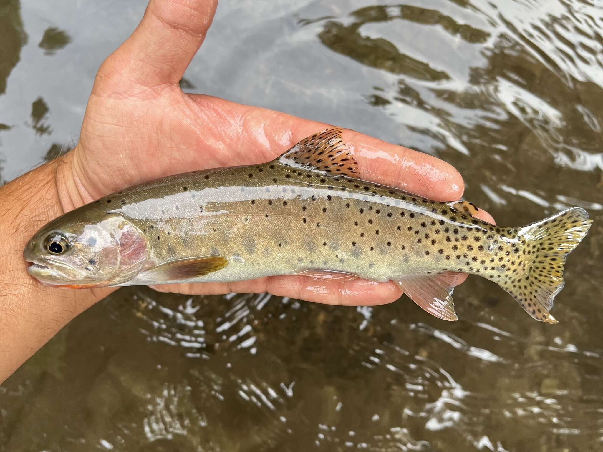 Image of Oncorhynchus clarkii utah (Suckley 1874)