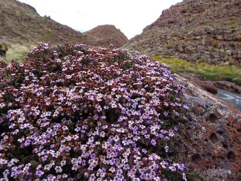 Sivun Clinopodium darwinii (Benth.) Kuntze kuva