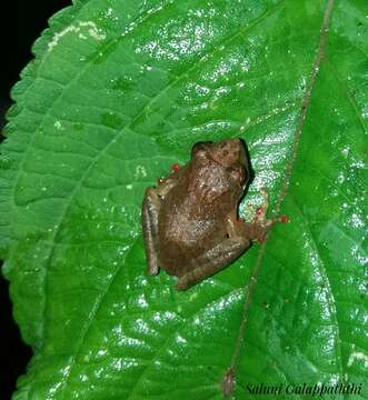 Image de Pseudophilautus abundus (Manamendra-Arachchi & Pethiyagoda 2005)