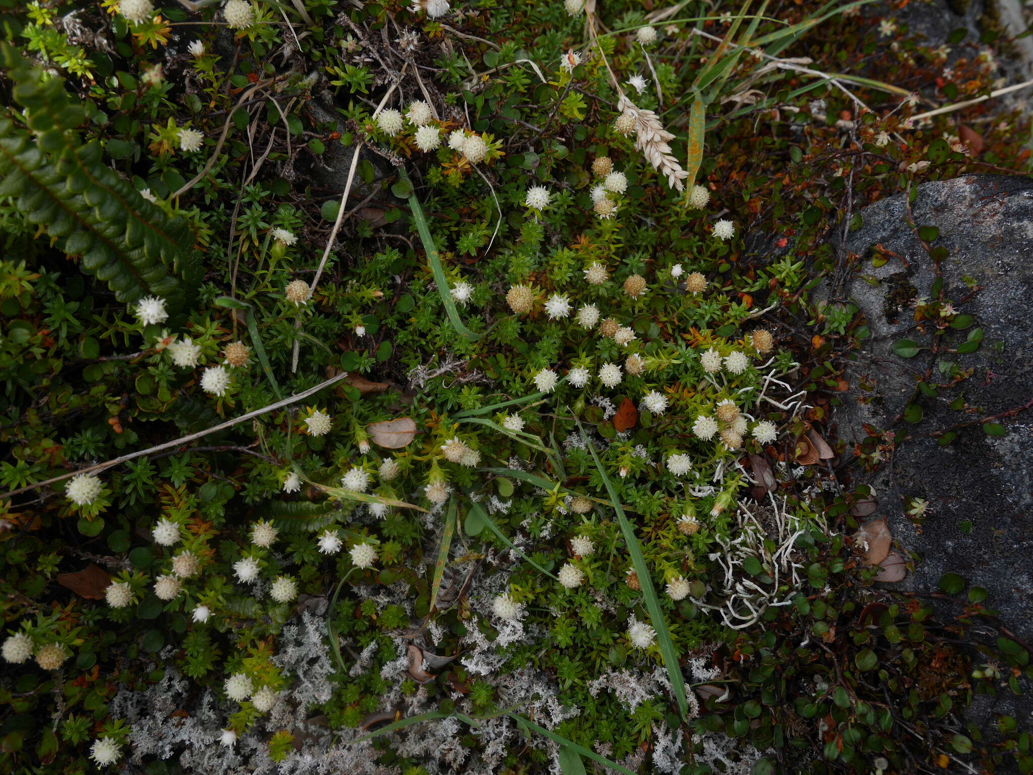 Image of Raoulia glabra Hook. fil.