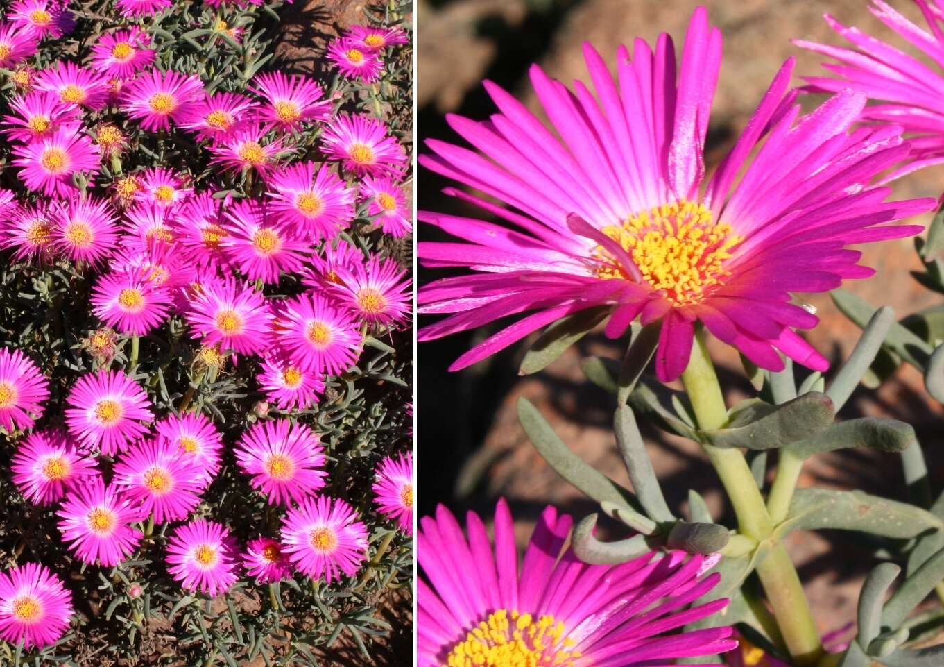 صورة Lampranthus densifolius (L. Bol.) L. Bol.