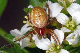 Image of Araniella opisthographa (Kulczyński 1905)