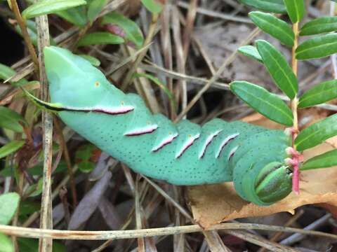 Sphinx luscitiosa Clemens 1859的圖片