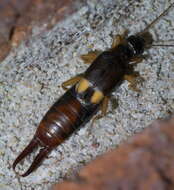 Image of Vostox brunneipennis (Audinet-Serville 1838)