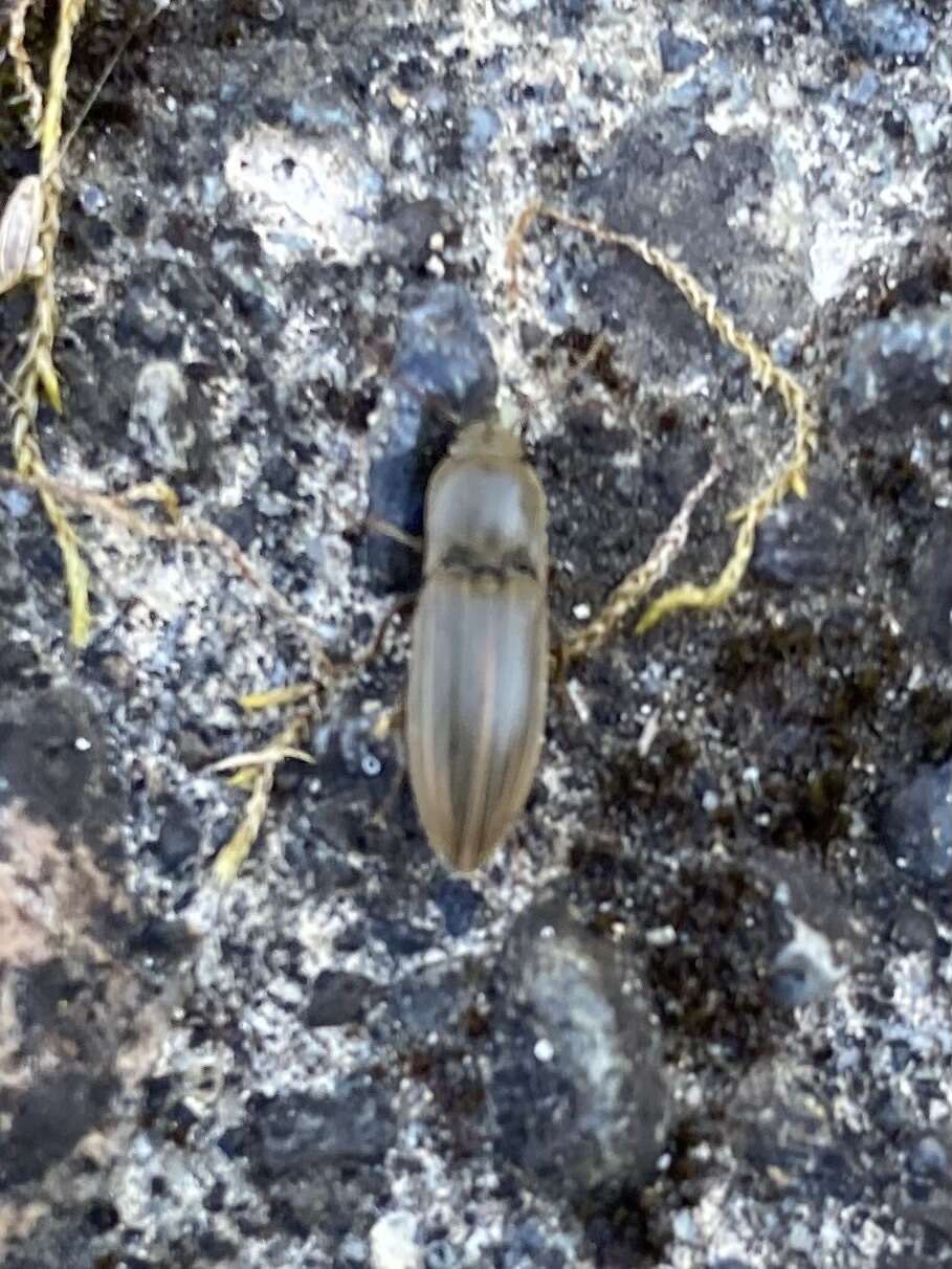 Image of Lined Click Beetle