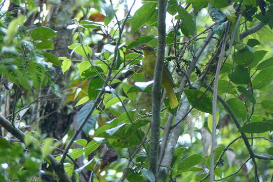 Image of Seram Golden Bulbul