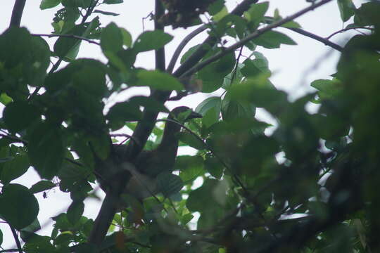 Image of Chestnut-winged Chachalaca