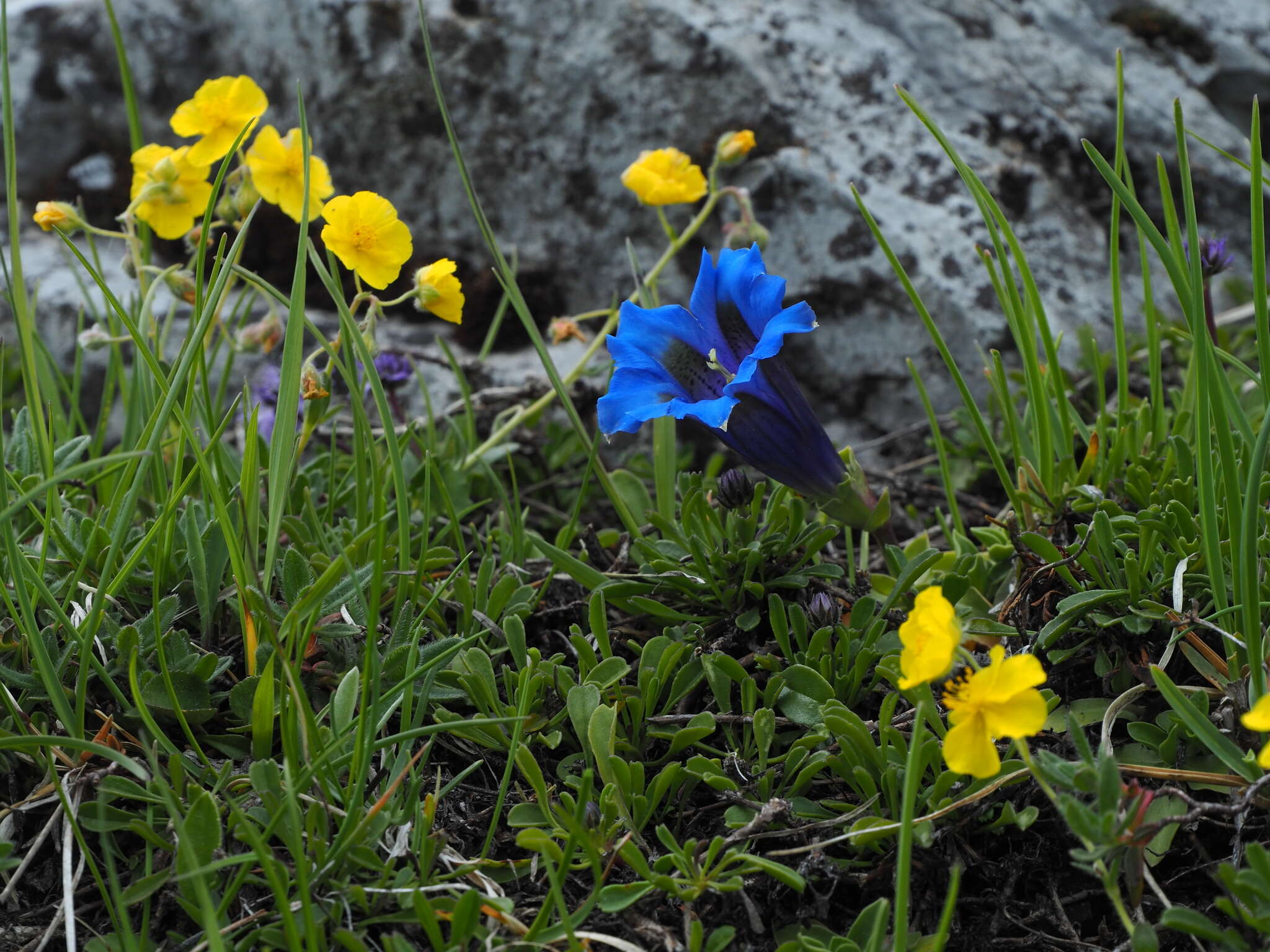 Gentiana ligustica R. de Vilmorin & Chopinet的圖片