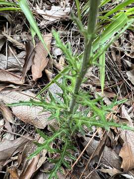 Image of Cirsium pringlei (S. Wats.) Petr.