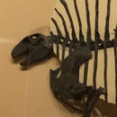 Image of <i>Edaphosaurus boanerges</i> Romer & Price 1940