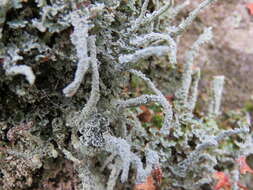 Image of Cladonia polydactyla (Flörke) Spreng.