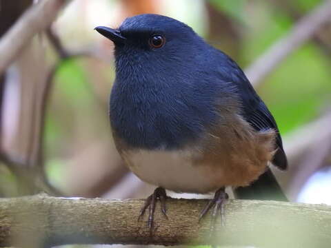 Image of Nilgiri Blue Robin