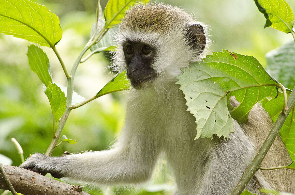 Image of Reddish-green Vervet Monkey