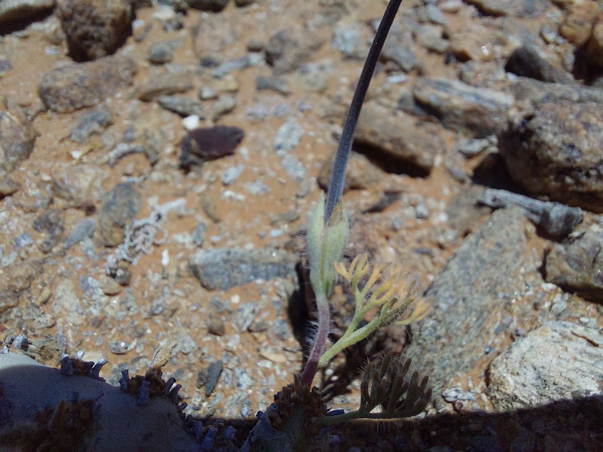 Image of Monsonia multifida E. Mey.