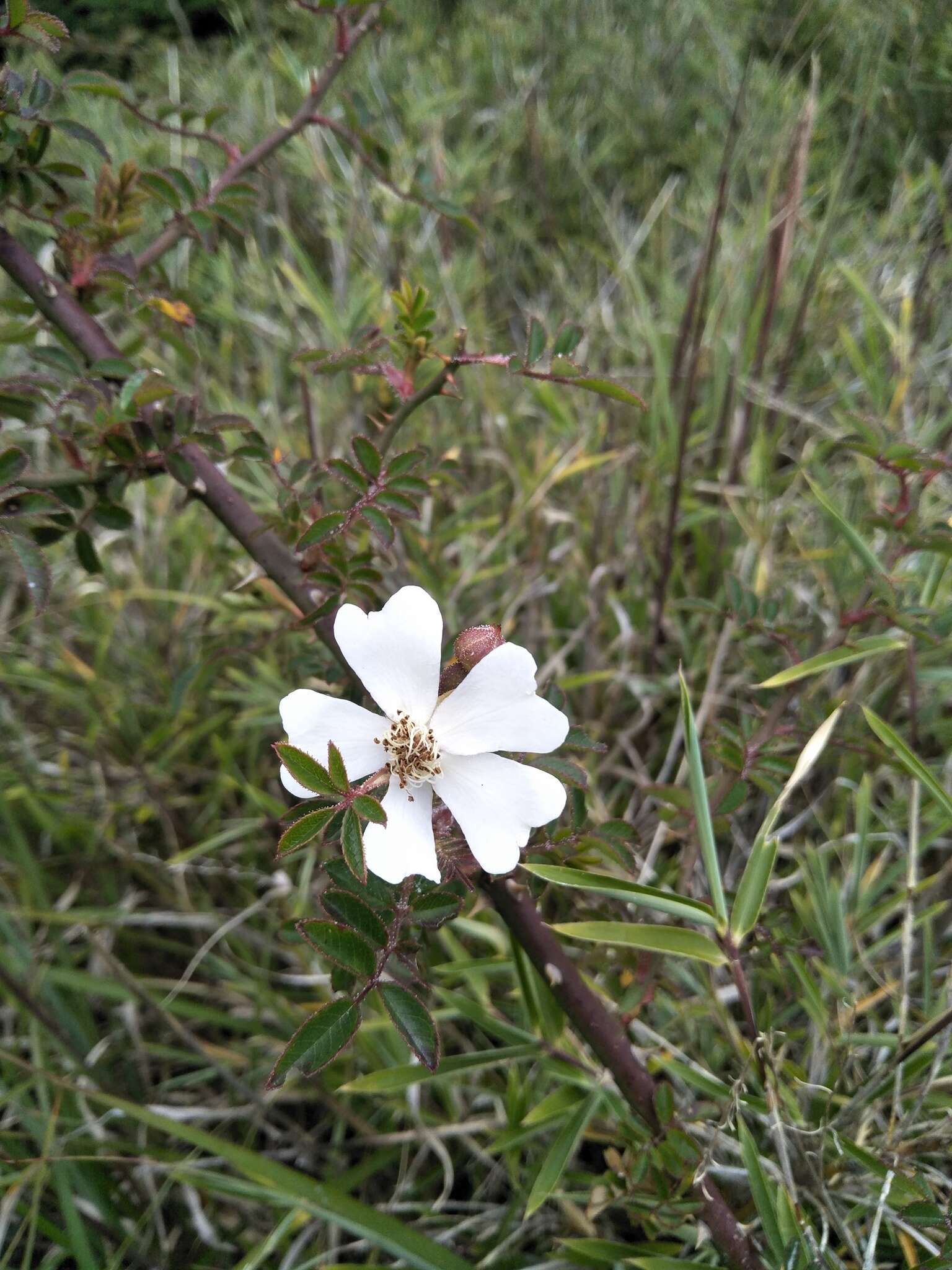 صورة Rosa transmorrisonensis Hayata