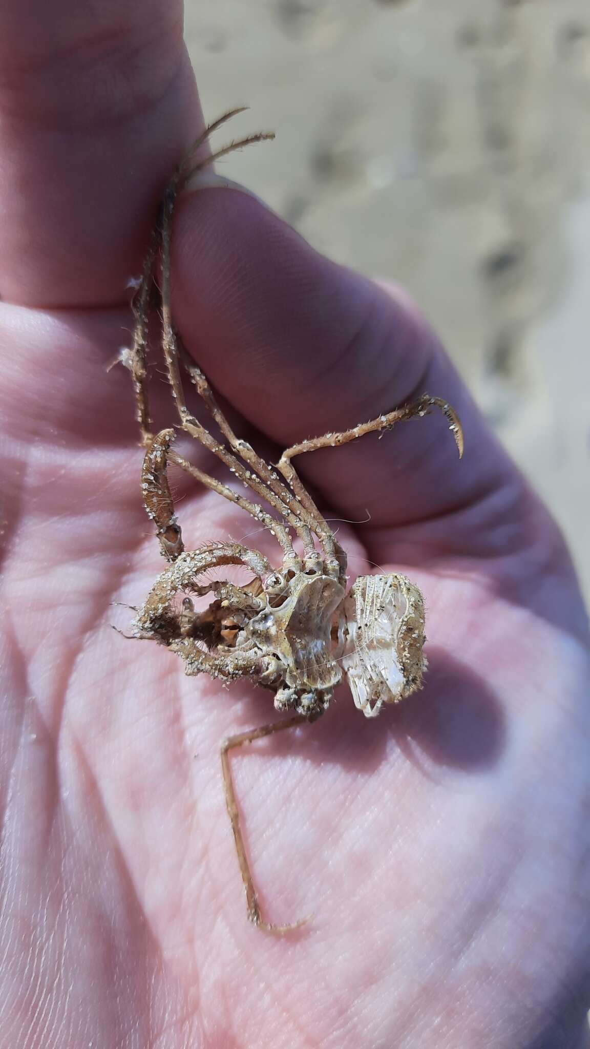 Image of long legged spider crab