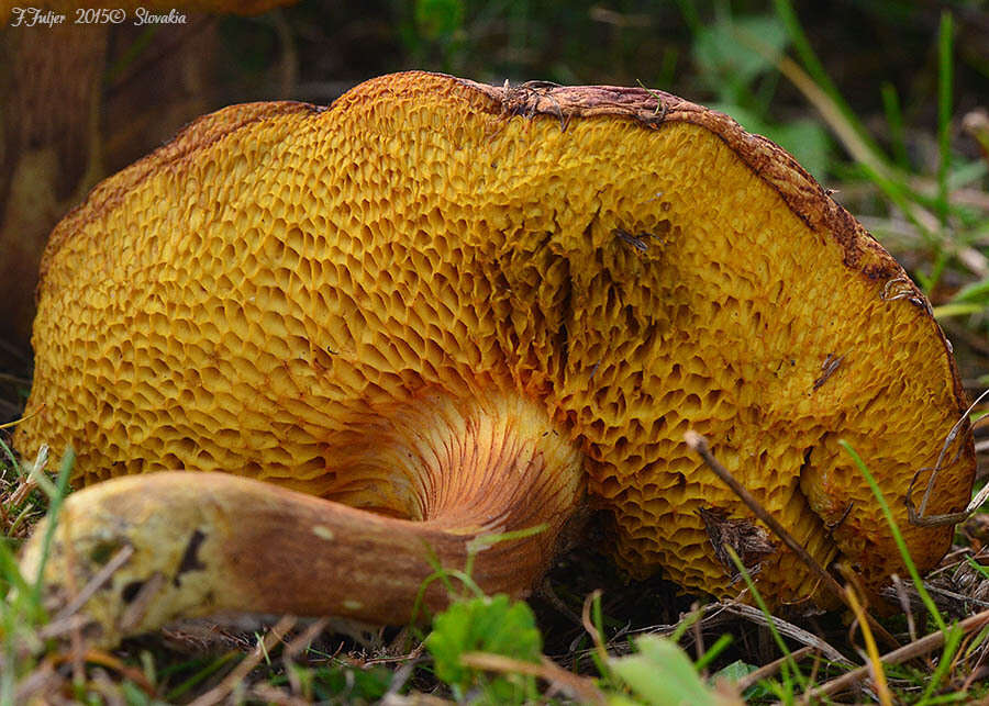 Image of Poplar Bolete