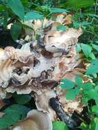 Image de Polypore géant