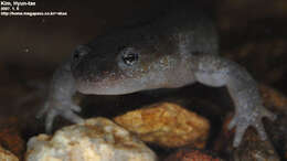 Image of Chinese Salamander