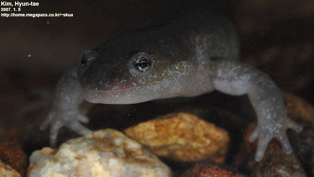 Image of Chinese Salamander