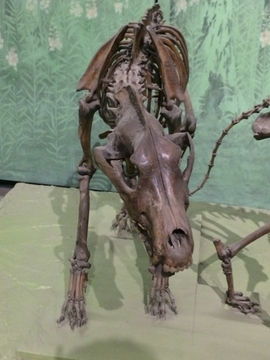 Image of Dire wolf