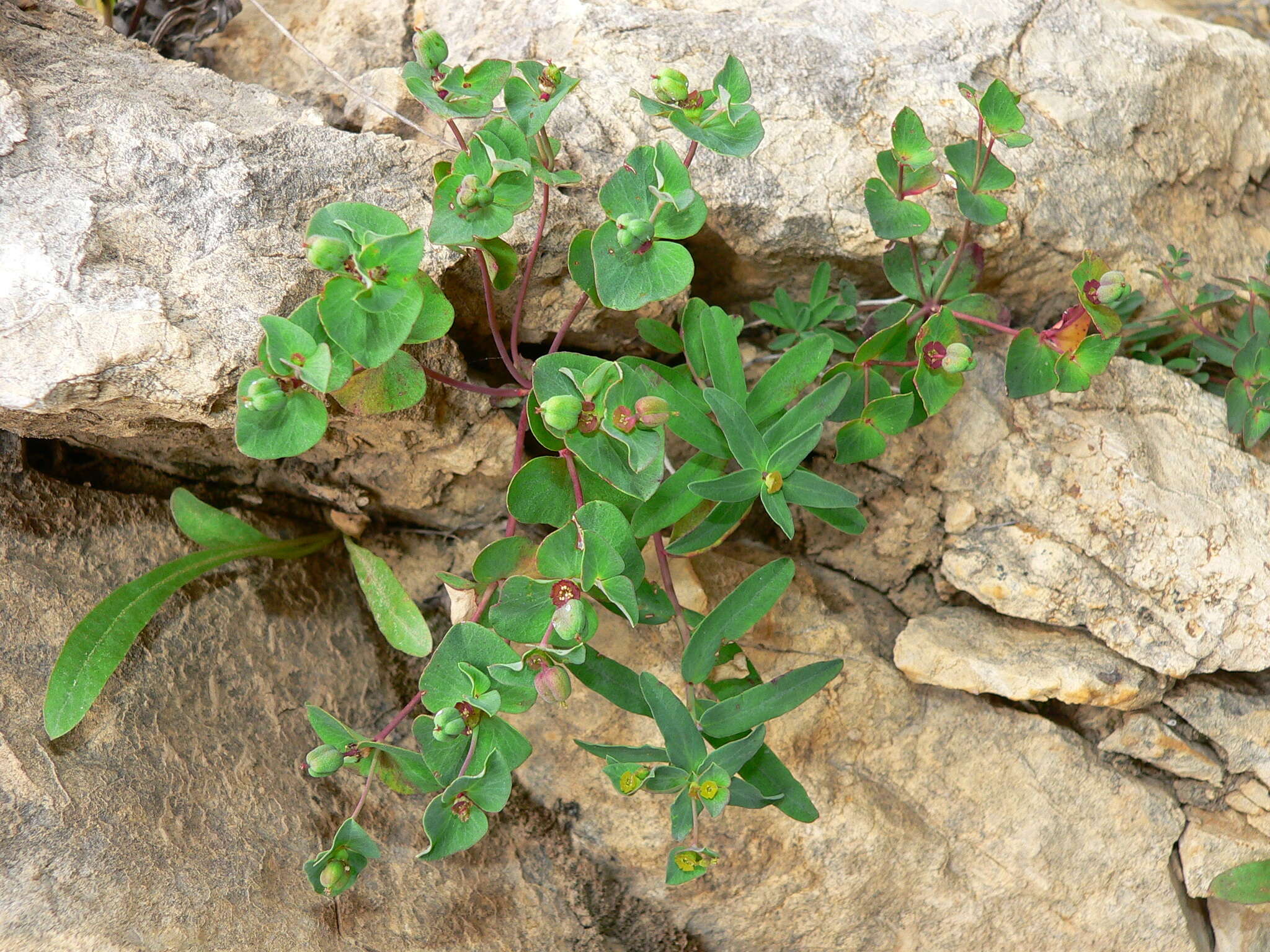 Image of Euphorbia variabilis subsp. valliniana (Belli) Jauzein