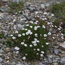 Image of Silene dianthoides Pers.