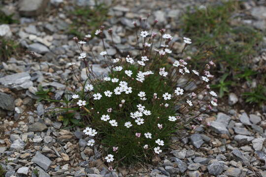 Image of Silene dianthoides Pers.