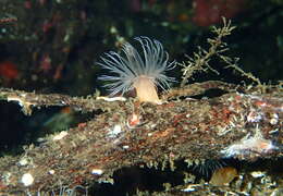 Image of Lights anemone