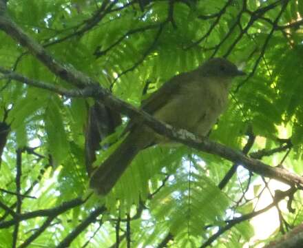 Image of Little Greenbul