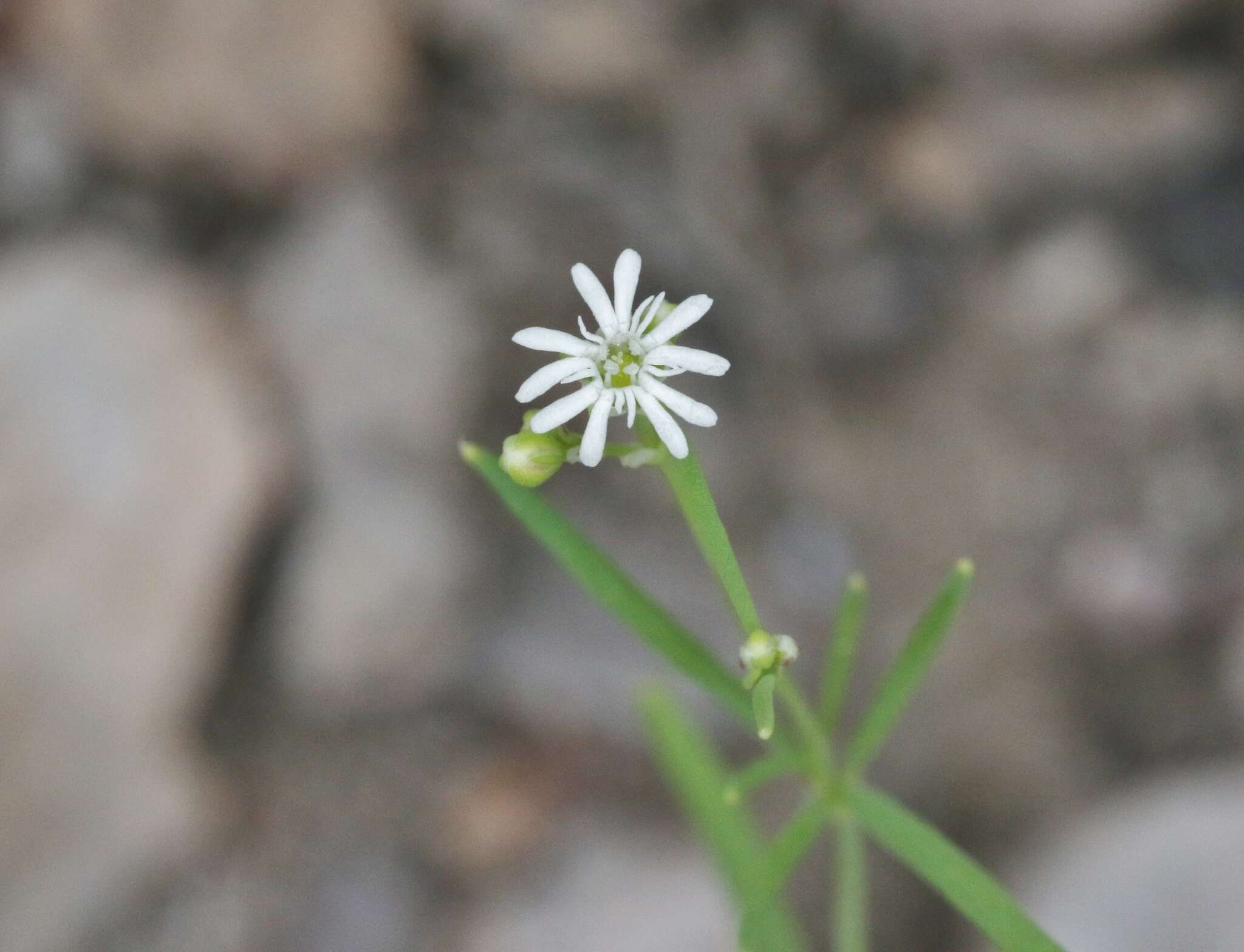 Image of slimleaf drymary