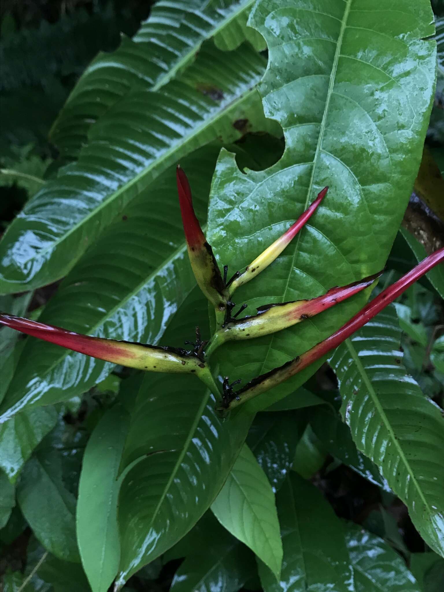 Image of Heliconia hirsuta L. fil.